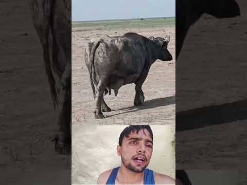 भैंसों की कीमत कम हो गई#trandingshorts#short#tranding