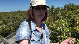 Mangrove Adaptations Salinity