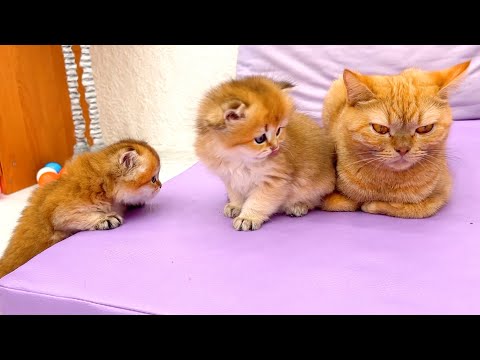 You’ll never get bored with these two playful kittens!