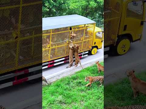 Lion and tiger brothers, come and see, here comes another car full of wild animals, close to the