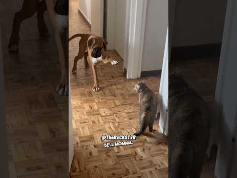 Boxer Trying to Live Up To It’s Name! - RxCKSTxR Comedy Voiceover