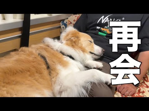 半年ぶりの再会で号泣する犬の姿をみて泣きそうになりました...【ボーダーコリー•ゴールデンレトリバー】