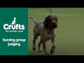 Gundog Breeds and Crufts 2022