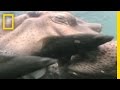 Hippo Spa and Fish Relationships
