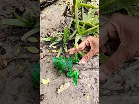 ASMR AMERICA'S 🐸🐸😄🐸😆🐸FROGORIGINAL DUBBLE BUBBLE GUM (3 FRUIT FLAVORS) AND,,,,part3🐸🐸😃😀🐸j2640