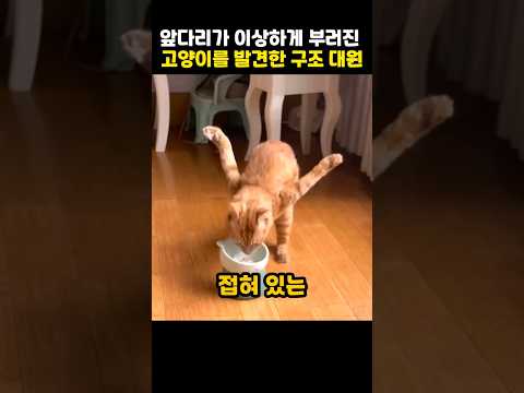앞다리가 이상하게 부러진 고양이를 발견한 구조 대원