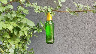 Objesite pivu na granu. OVO će vas ostaviti bez riječi!