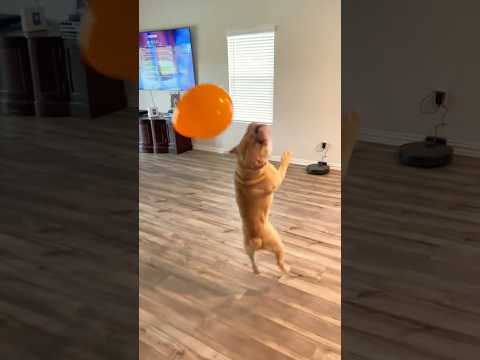 #pets #funny #dog #foryou
