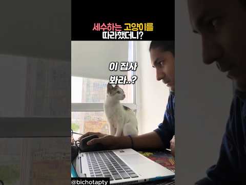세수하는 고양이를 따라했더니? #동물 #고양이