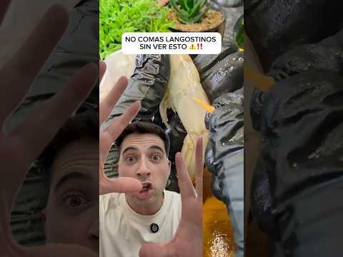 Cuidado con los langostinos estas Navidades ⚠️ #curiosidades #playa #animales #oceano #peces #truco