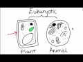 Differences Between Plant and Animal Cells