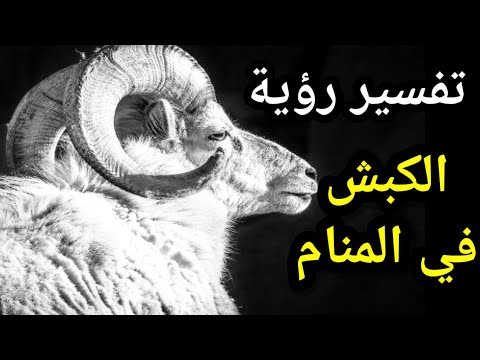 تفسير حلم رؤية الكبش (الخروف ) في المنام للعزباء للمتزوجة للحامل للرجل |تفسير الاحلام فاطمة الزهراء