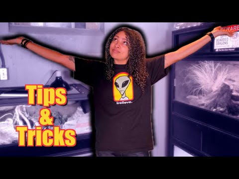 Moving With Reptiles | DOs and DONTs