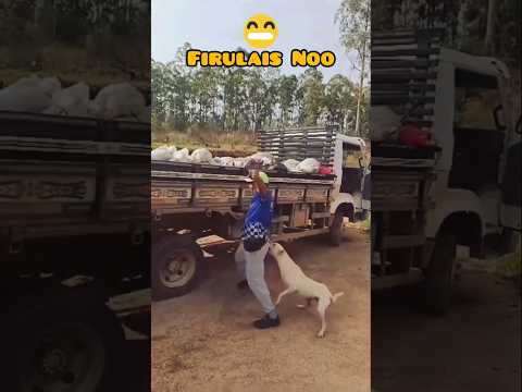 Cuidado con Firulais | Muerde si le pisas la cola
