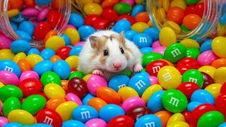 DIY Rainbow Hamster Maze with Colorful Candies | Hamster Escapes in Real Life