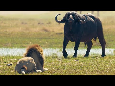 Unbelievable! Male Buffalo Fiercely Attacks Lion To Save Female Buffalo And His Calf - Buffalo& Lion