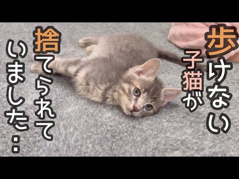 １匹だけ箱に入れられ捨てられた子猫…必死に生きようとするこの子を育てようと思います。