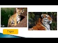 Animal Life Cycles and Transformations
