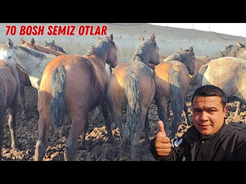 Semiz Otlar 70 Bosh 🥩🥩🥩  Koʻrib Baho Bering