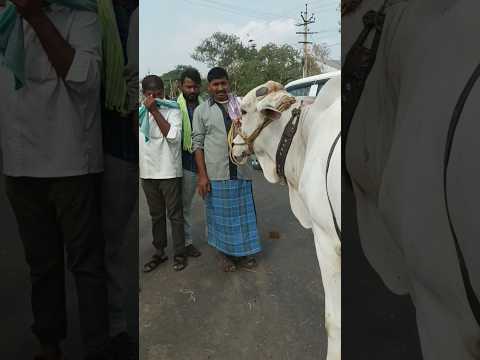 జత #ఎద్దులు ఒక లక్ష పదహారు వేలు 116000/-  #bulls #cattles #viral_short #ytshort #trending