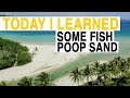 Ocean Chemistry and Coral Consumption
