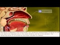 Digestive System Processes and Enzymes