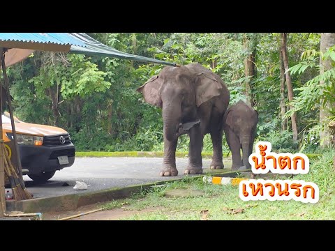 นักท่องเที่ยวตื่นเต้น เห็นช้างป่ามาเที่ยวน้ำตกเหวนรก