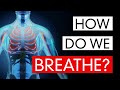 Understanding Breathing and Respiration