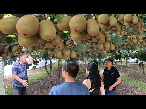 এই ফল চাষ না করলে আপনার জমি না থাকাই ভালো।Kiwi 🥝 Fruits Farming and Harvesting & Processing