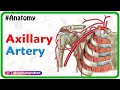 Axillary Artery and Related Structures