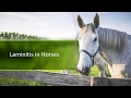 Understanding Laminitis in Horses
