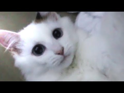 gameplay de gatinho