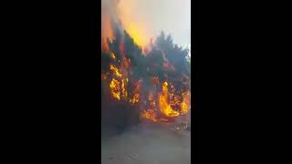 Trying to burn weeds and this happens