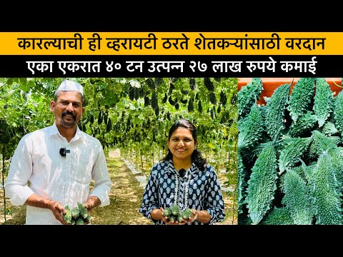 कारल्याची ही व्हरायटी शेतकऱ्यांसाठी वरदान | BASF Nunhems Rushaan Hybrid Seed | Bitter Gourd Farming