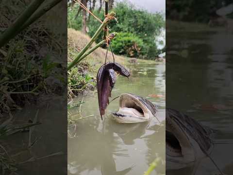 Amazing Big Fish Hunting. fish Fishing Hunting Best. viral Fishing Video. #fish #fishing
