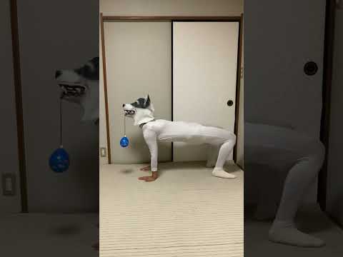 【Water balloons】#Schumacher #AGT #シューマッハ #犬