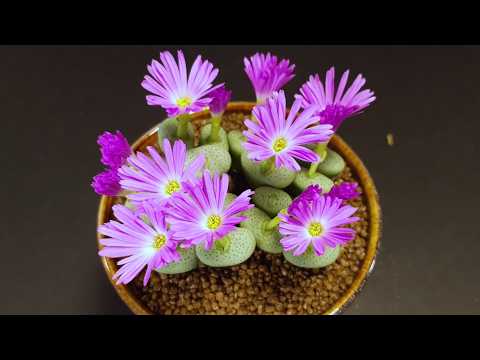 Conophytum flowering again and again - Time Lapse