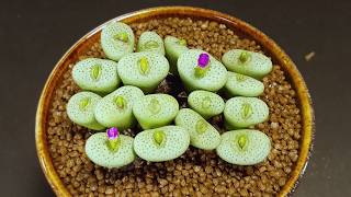 Conophytum flowering again and again - Time Lapse