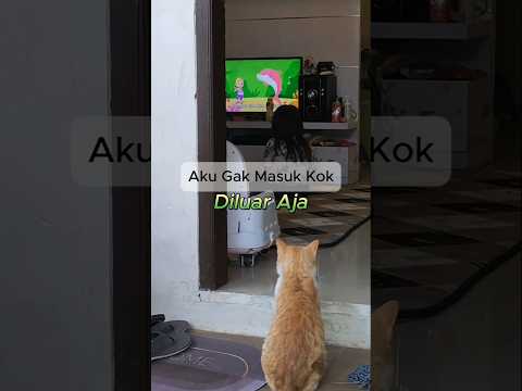 NUMPANG NONTON BENTAR YA #kucing #cat