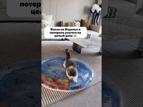 Артикул на Яндекс Маркет: YM10087035
