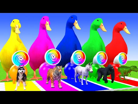 5 Giant Duck Cartoon,Cow,Elephant,Tiger,Lion,Dinosaur,Paint Wild Animals Crossing Fountain Animation