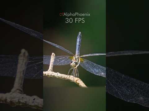 Nature’s greatest hunter intercepts lunch at 1500 FPS
