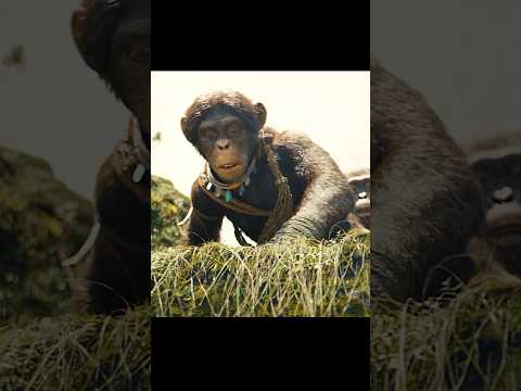 The thrilling sceneof gorillas🦍#shorts#trending#action #plot#riseoftheapes#sciencefiction#adventure
