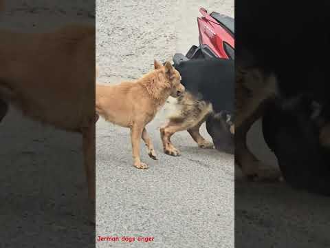 when Jerman shapers dog angery then he will be a tiger
