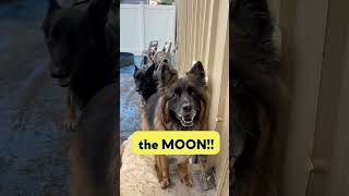 They're going to steal the moon! 🌙