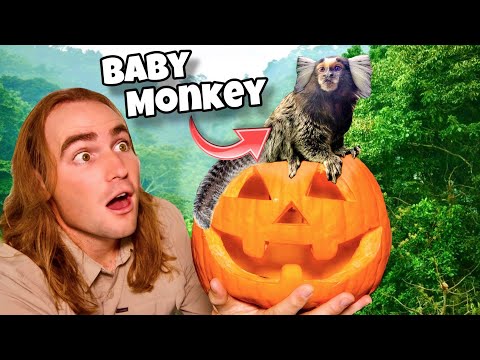 CARVING PUMPKINS with BABY MONKEY ! MARMOSET MONKEY !!