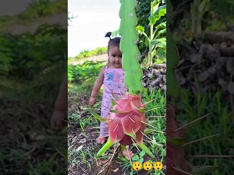 Wow, what a beautiful dragon fruit.#shorts #viralshorts