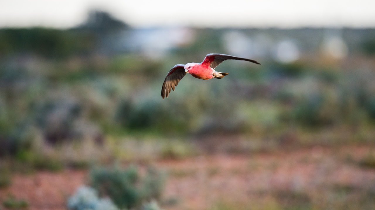 Climate Change threatening Survival of Native Australian Birds