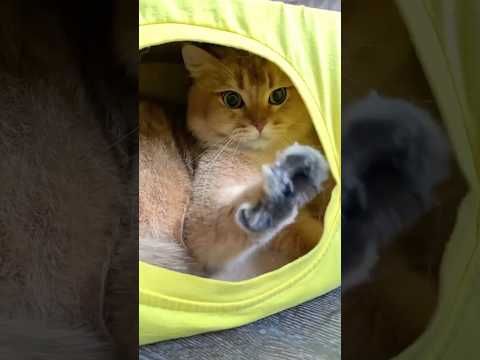 📦😻 #котбурбон #cat #котики #кот