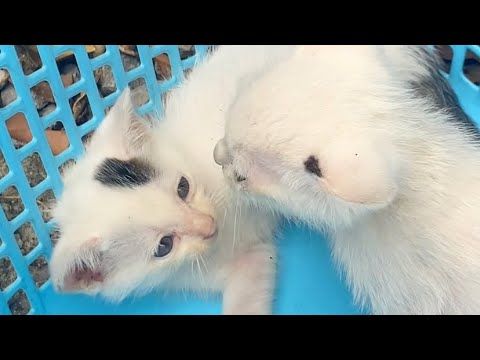 adorable cats 🙏❤️( những con mèo đáng được yêu)#catlover #catvideos #cutecat #cat#cats